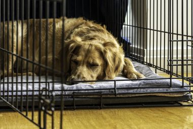 Crate training your dog