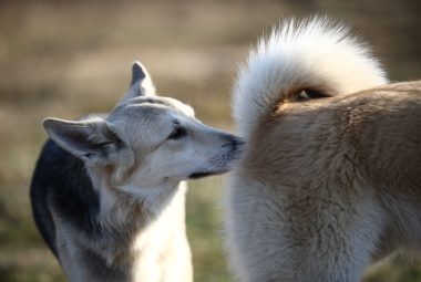 Butt sniffing dogs