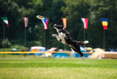 Dog agility