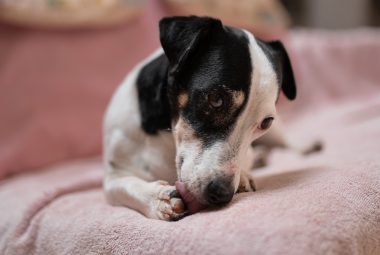 Dog licking a paw.