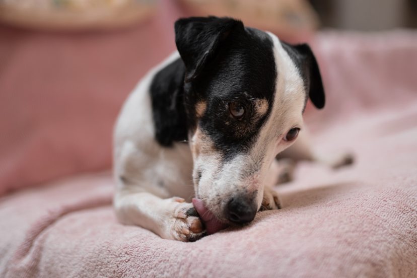 Dog licking a paw.