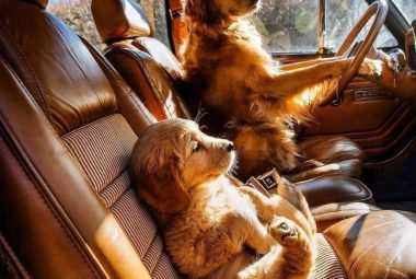Safety tips traveling with your dog