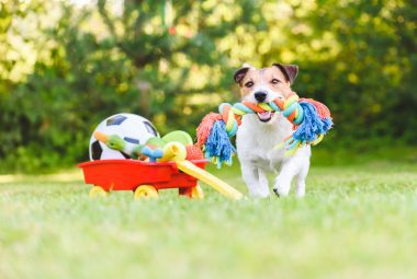 Dog with toys