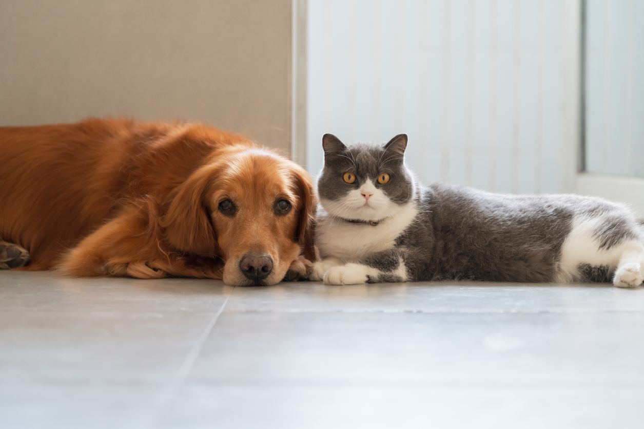 Introducing Cats and Dogs: Expert Tips for Success - BarksToShop