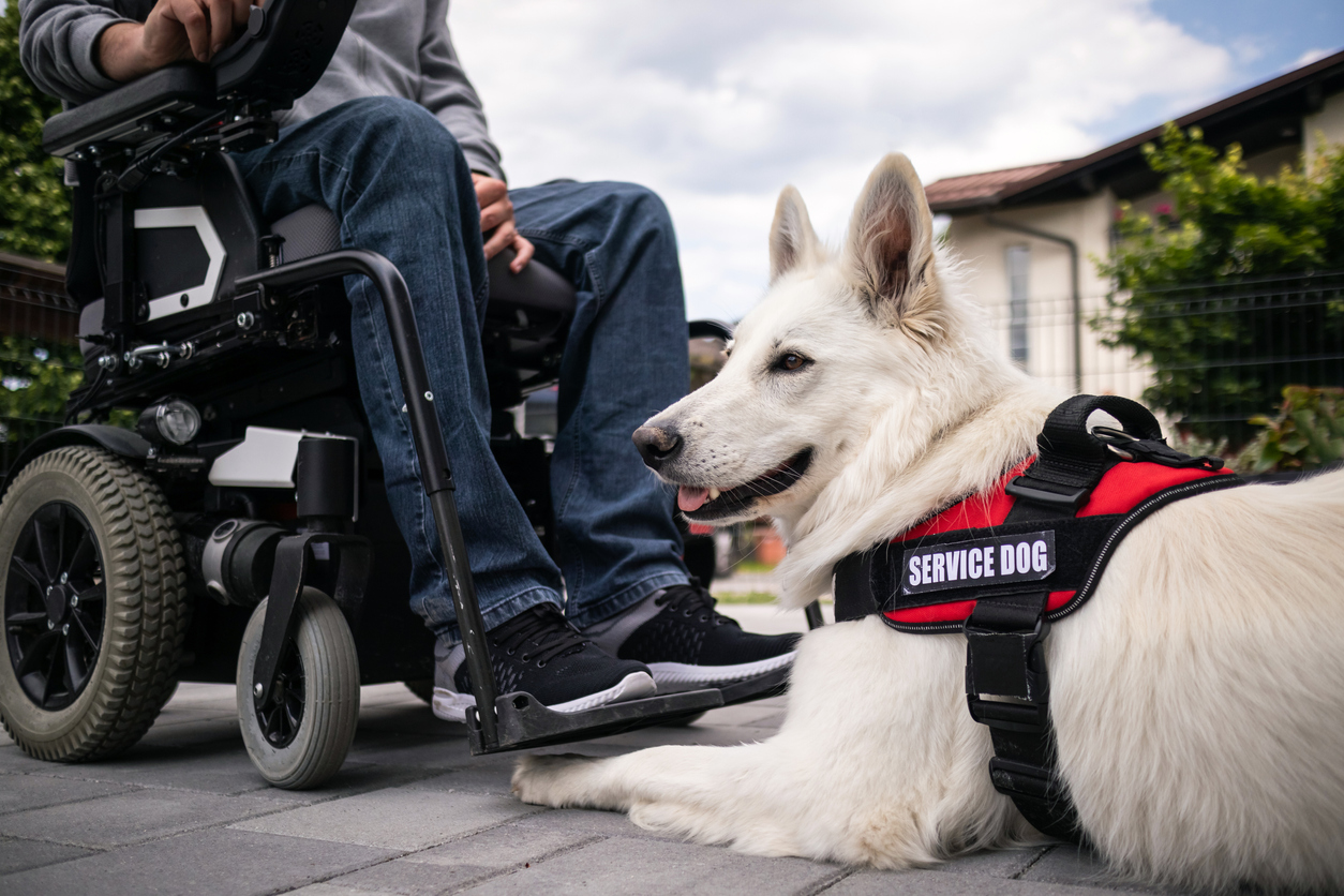 what-tasks-do-service-dogs-perform-essential-guide-barkstoshop