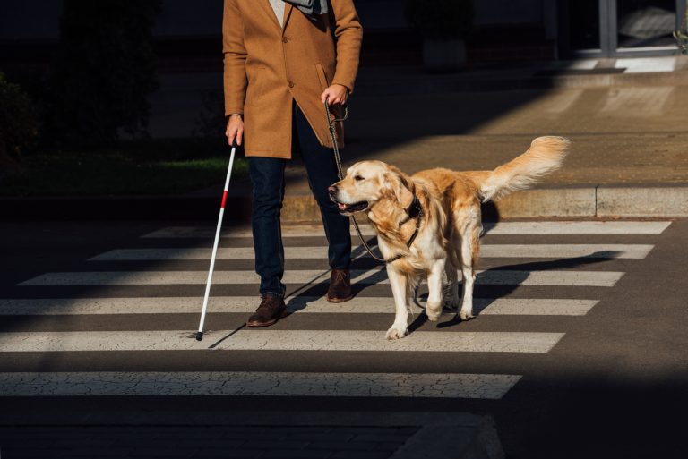 What Tasks Do Service Dogs Perform? Essential Guide