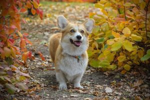 Pembroke Welsh Corgis