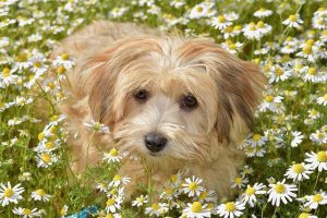 Havanese dog
