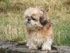 Shih Tzus