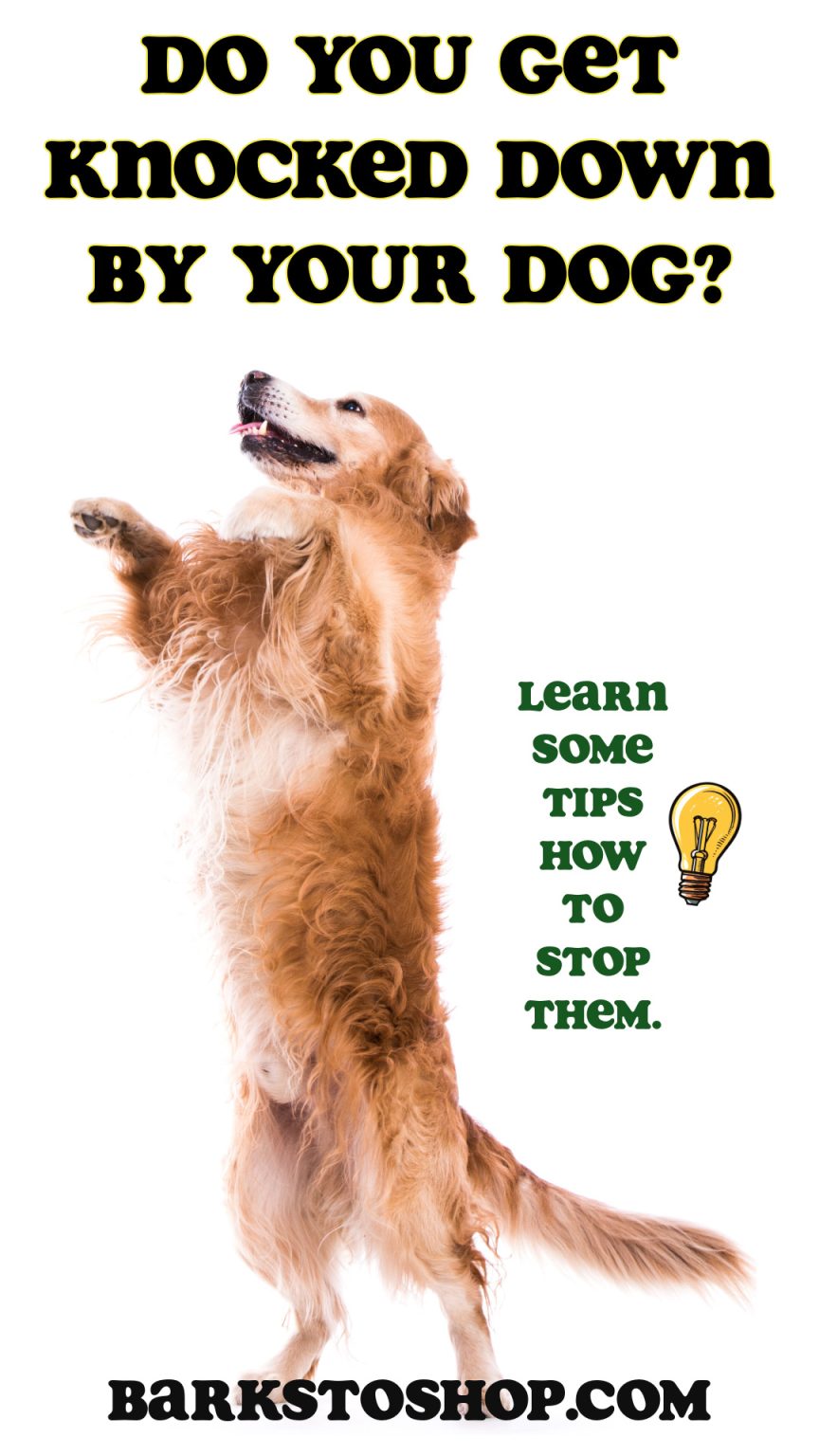 Stop My Dog from Jumping on People Proven Techniques