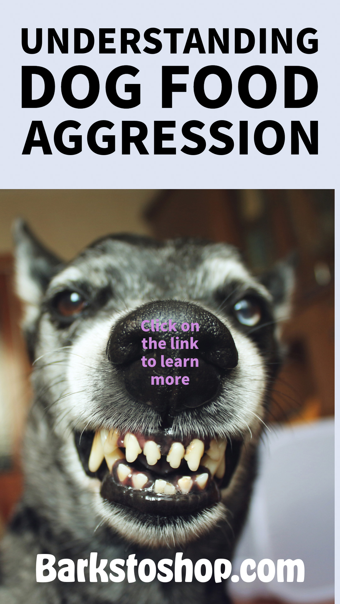 Handling Dog and Food Aggression Proven Strategies