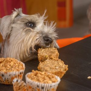 Dog stealing a piece of cake.