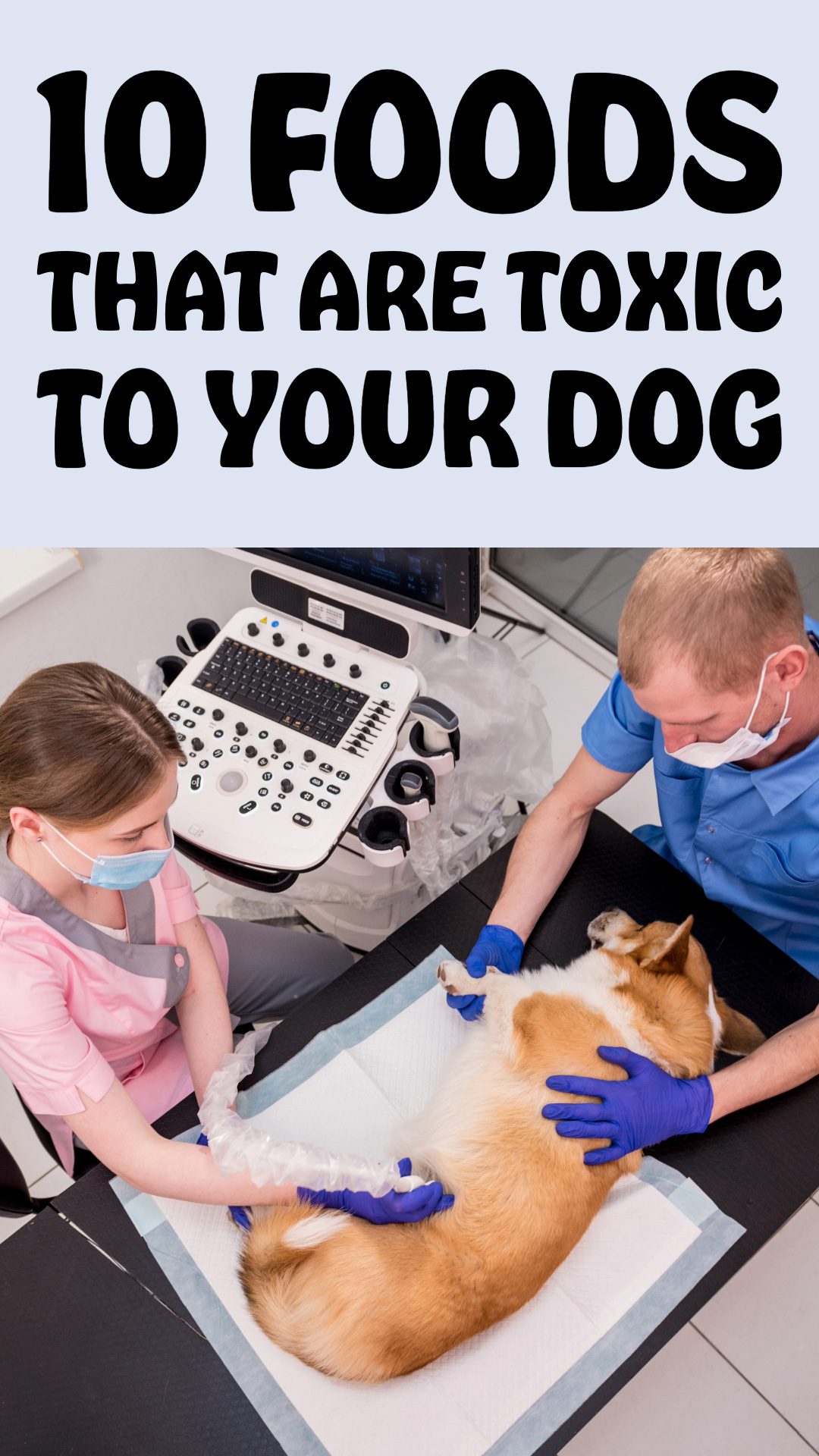 Keep Your Dog Safe Foods You Should Never Feed Them