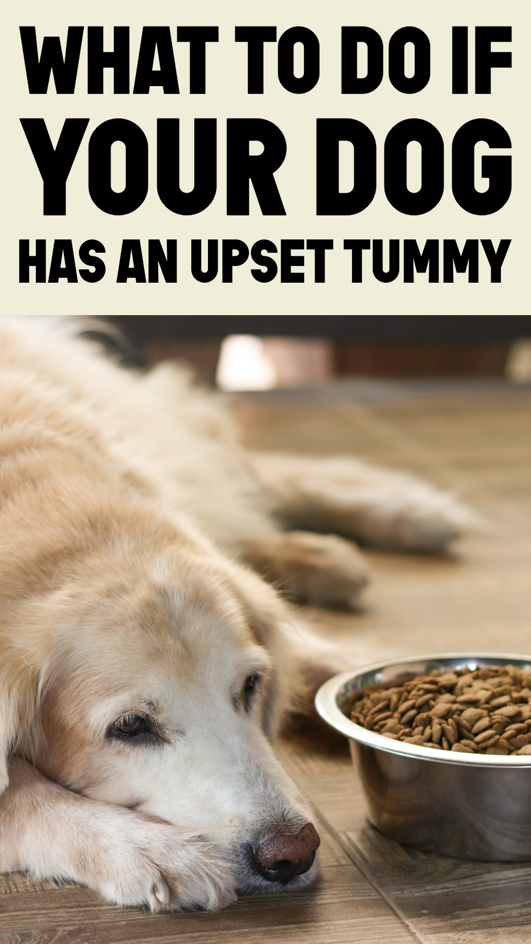 Common Causes Why Did My Dog Throw Up His Food
